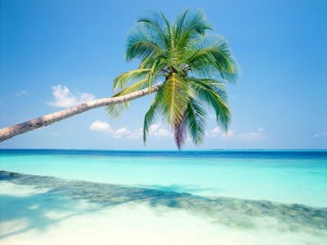 Fiji-Palm-Tree