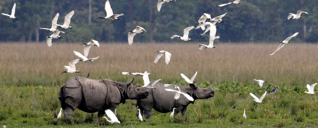 Kaziranga National Park