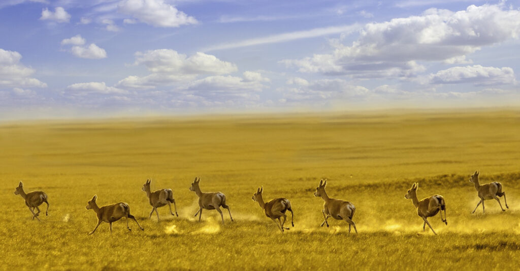 Menen Steppe, Mongolia